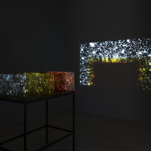 ROSA BARBA The color out of space