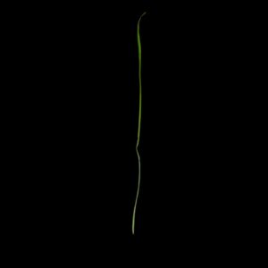 ABELARDO GIL-FOURNIER Bildung (The growth of the I)
