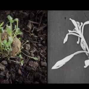 ABELARDO GIL-FOURNIER & JUSSI PARIKKA Seed, Image, Ground