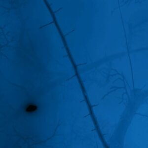 ANNA BARRIBALL Moonlight