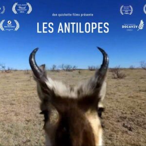 MAXIME MARTINOT Les Antilopes