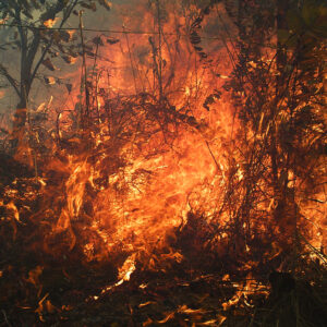 ENAR DE DIOS RODRÍGUEZ  Ecotone